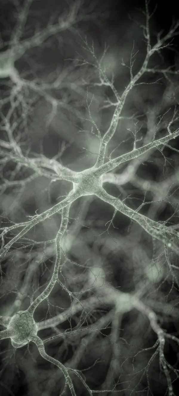 Botanical Neural Network