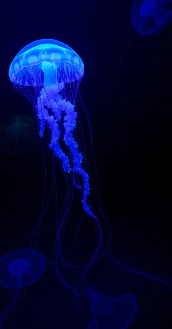 Animals Jellyfish Glow