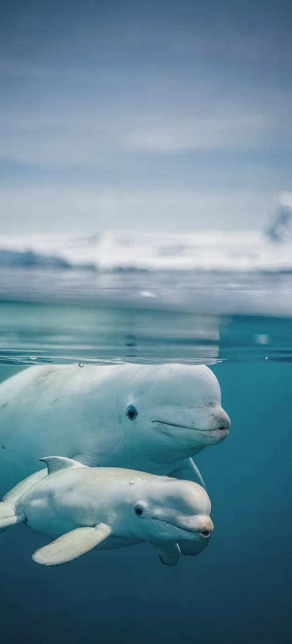 Arctic Beluga Whale — Home screen