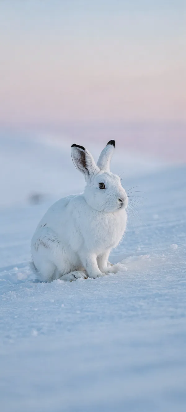 Arctic Hare Blue Hour
