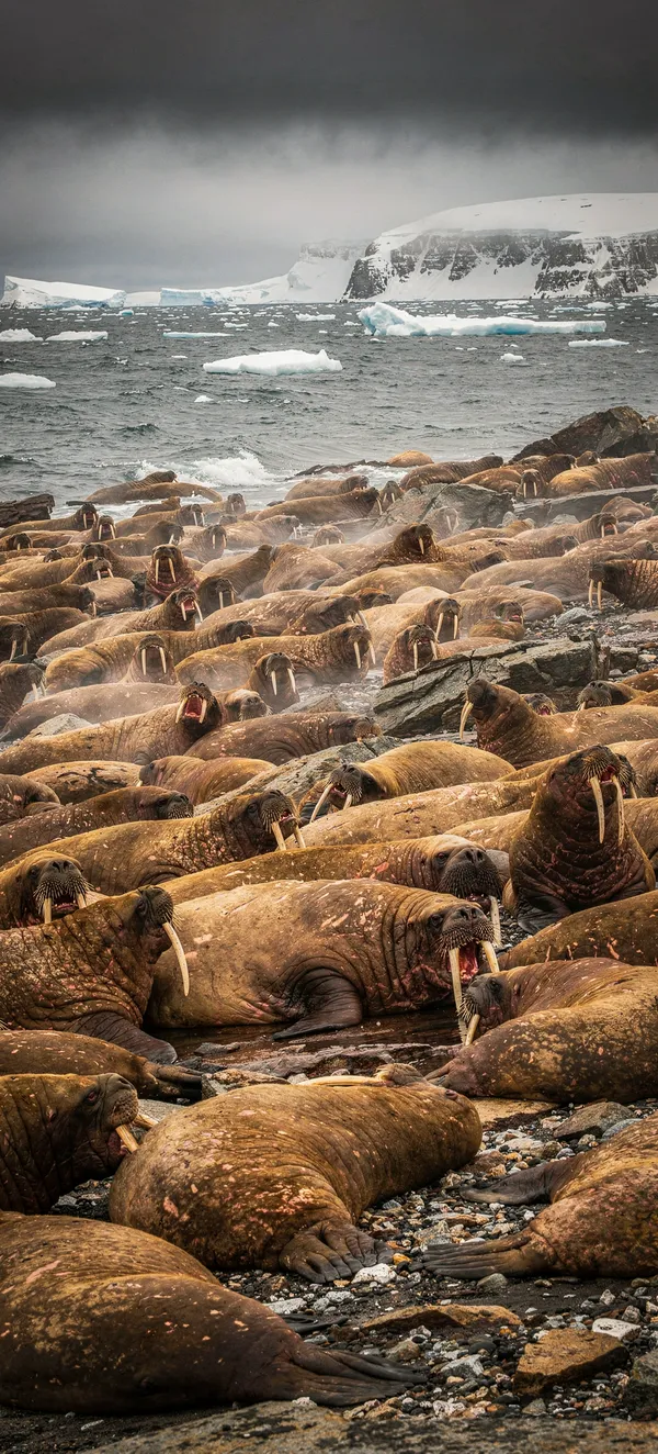 Arctic Walrus Colony