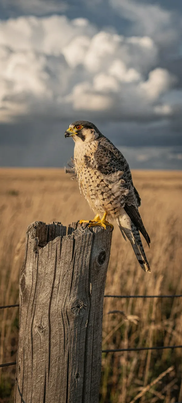 Majestic Falcon Grassland