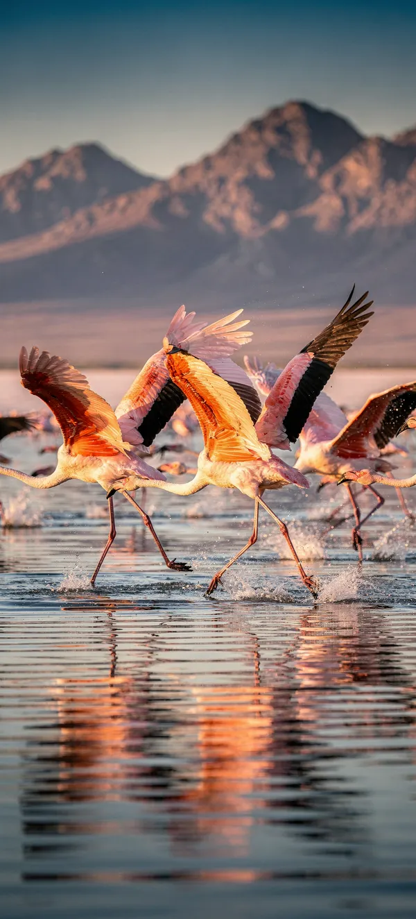 Flamingos Flight Salt Lake