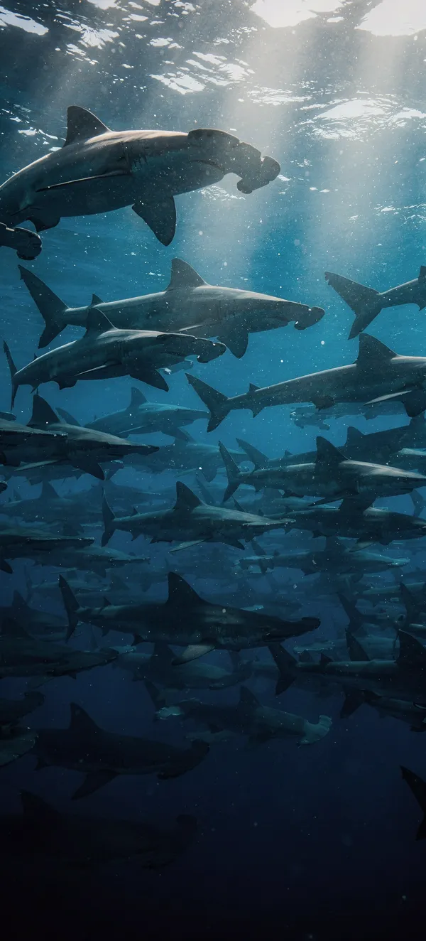 Hammerhead Sharks School Formation