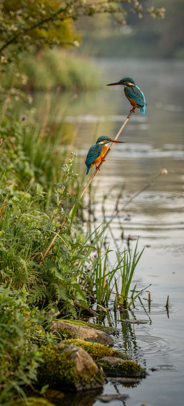 Kingfisher Stream