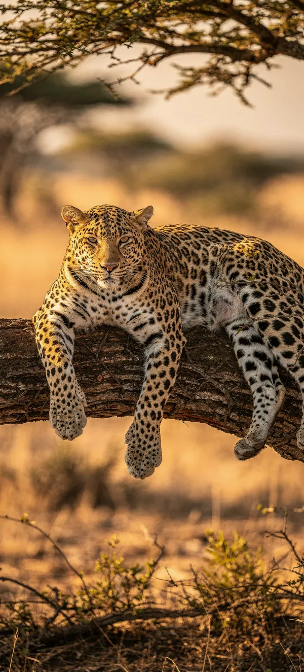 Leopard on Branch