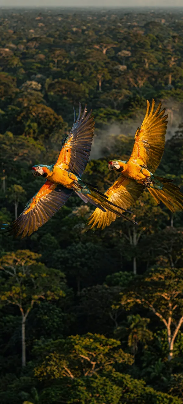 Macaws in Flight