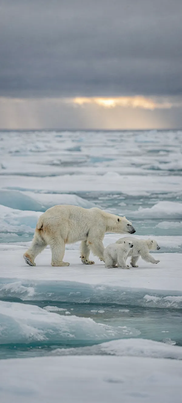 Arctic Bear Family