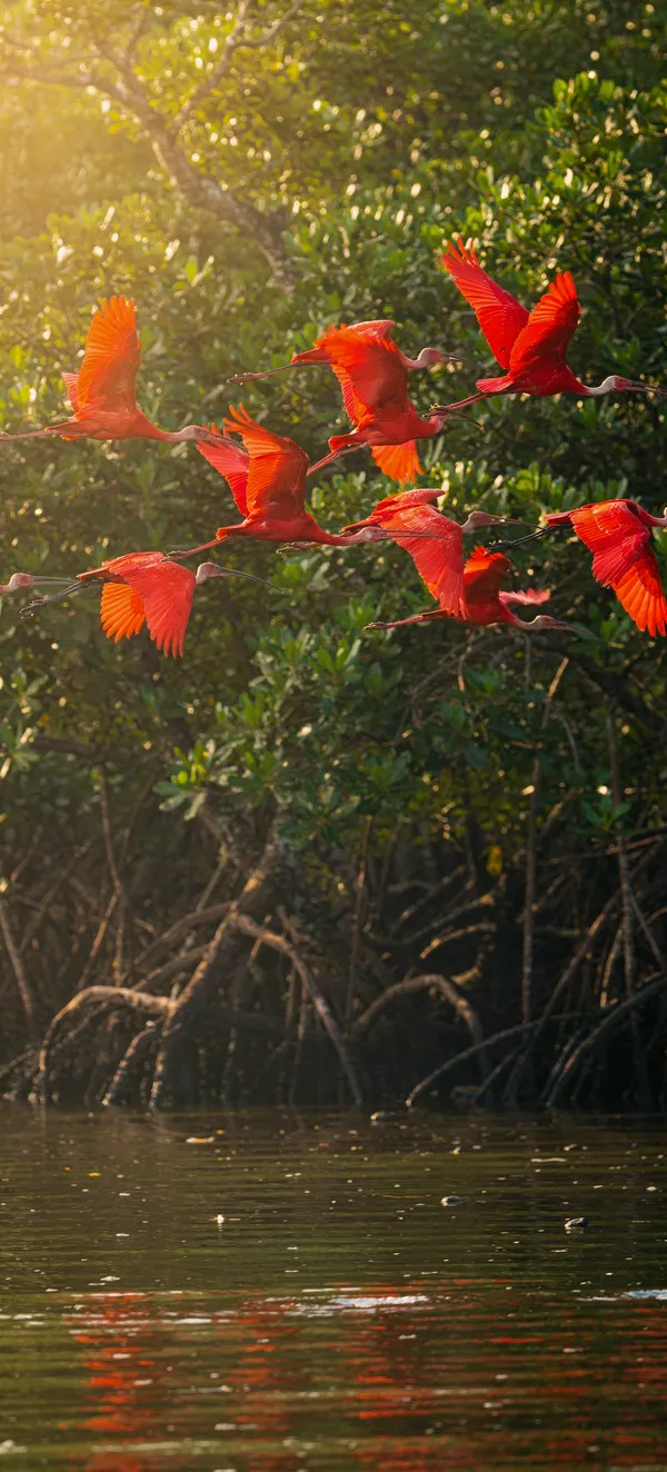 Scarlet Ibis Flight