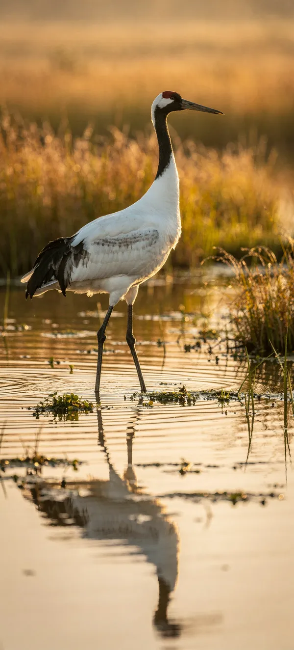 Siberian Crane Marshland