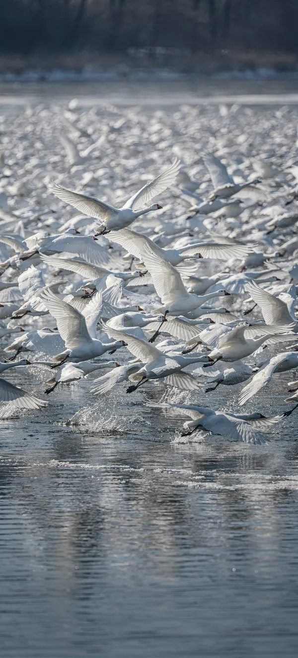 Snow Goose Flight