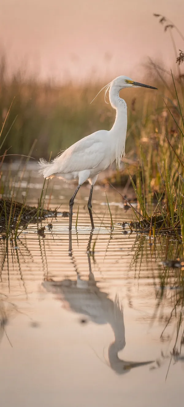 Snowy Egret Sunrise Reflection