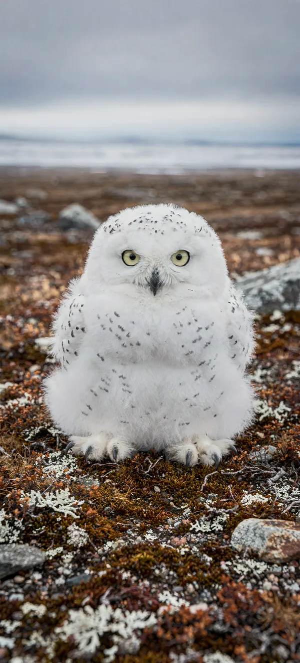 Snowy Owl Chick Arctic Tundra