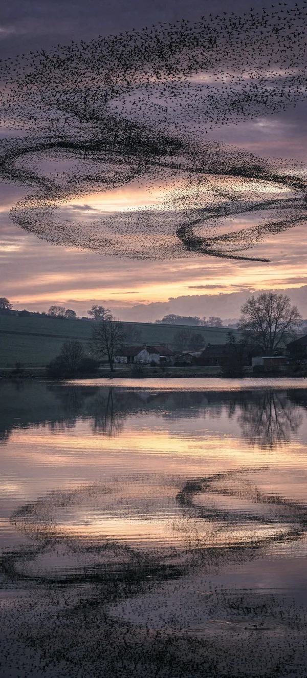 Starling Murmuration Dusk