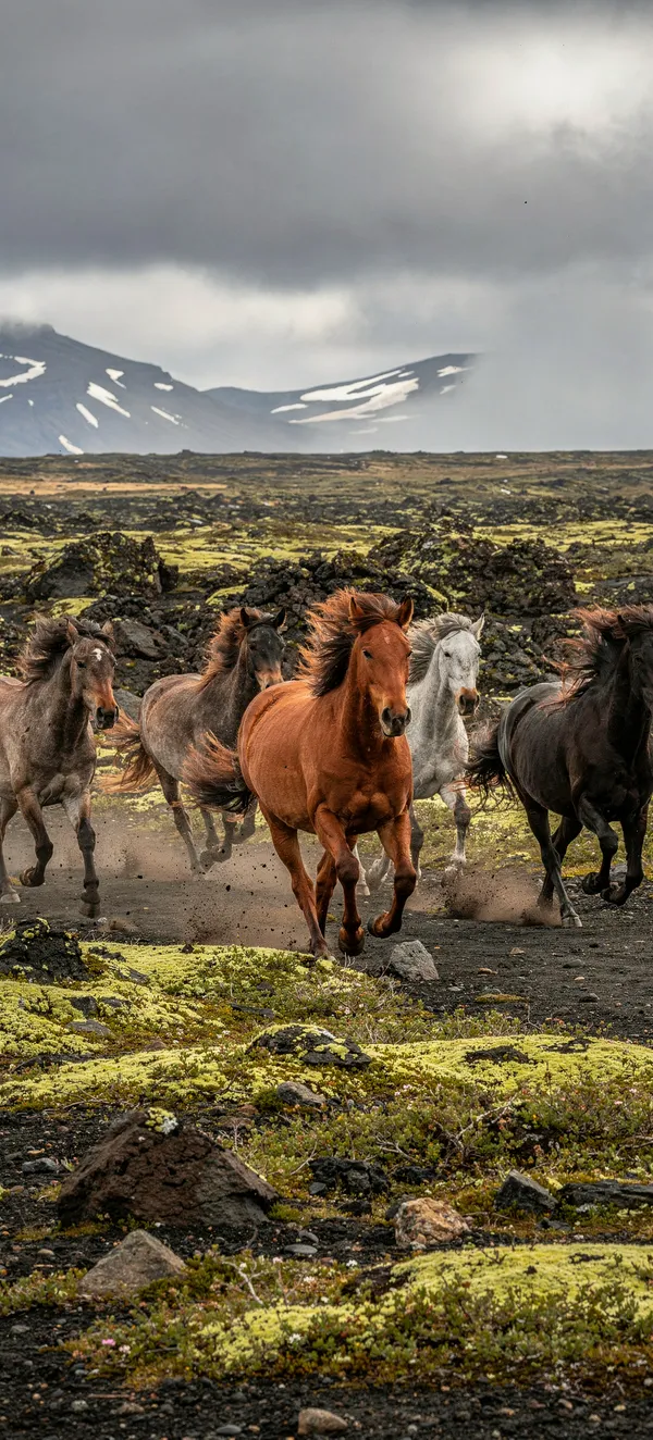 Wild Horses Icelandic Highlands