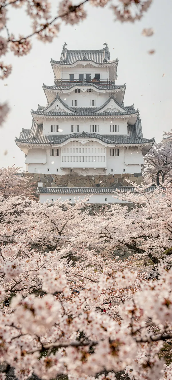 Himeji Castle Spring Blossoms