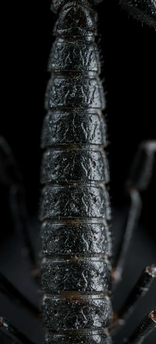 Dark Scorpion Macro AMOLED Wallpaper