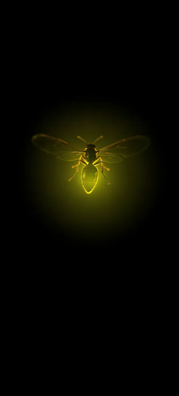 Solitary Firefly AMOLED