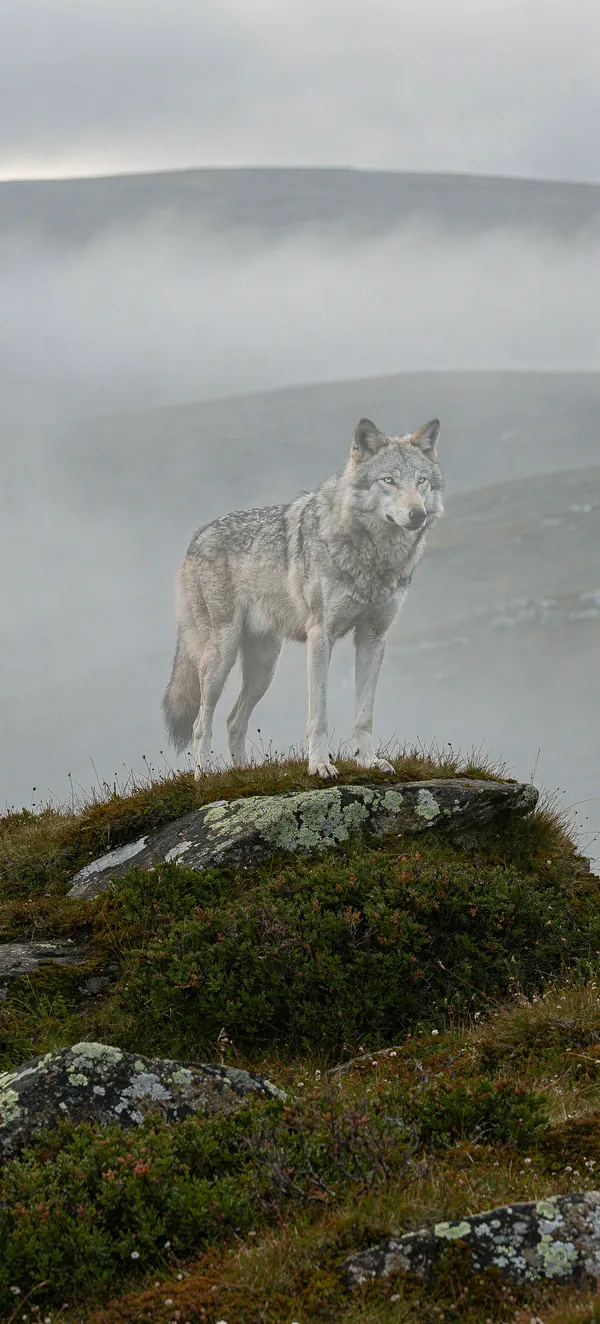 Spectral Wolf Highland Mist