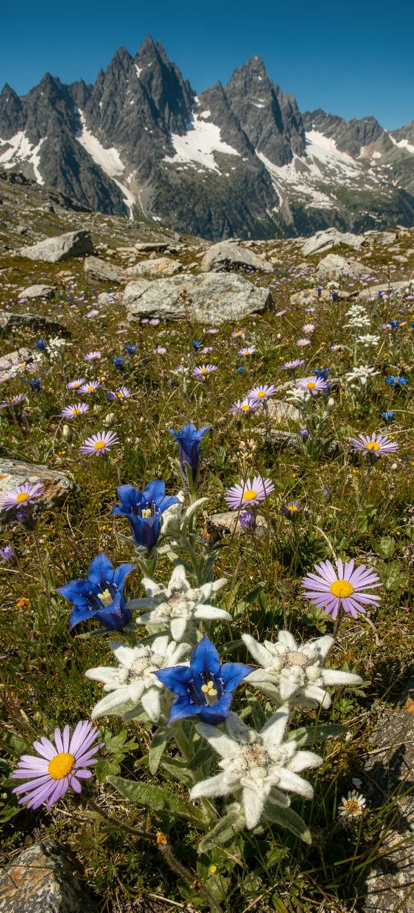 Alpine Meadow Wildflowers