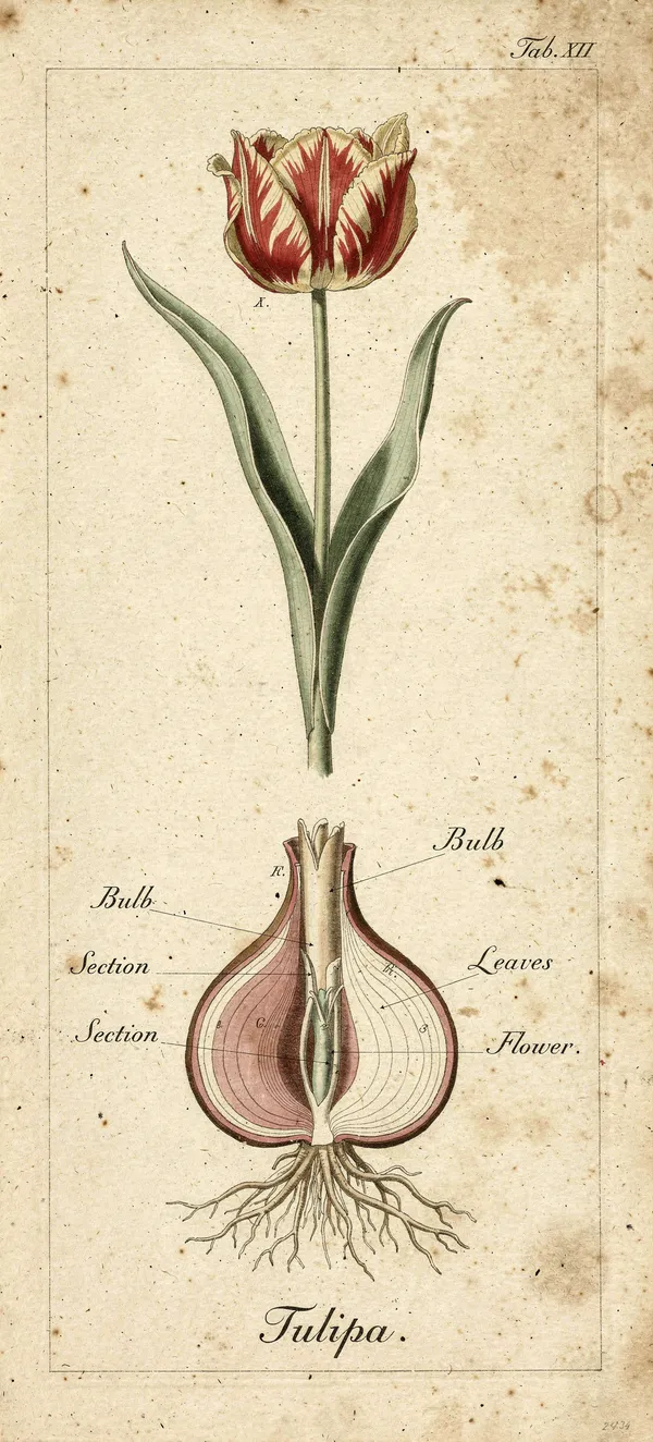 Vintage Tulip Botanical Illustration Wallpaper