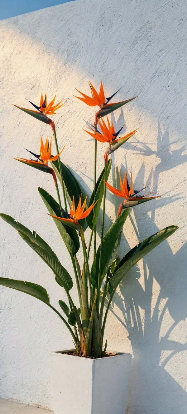 Bird of Paradise Blooms