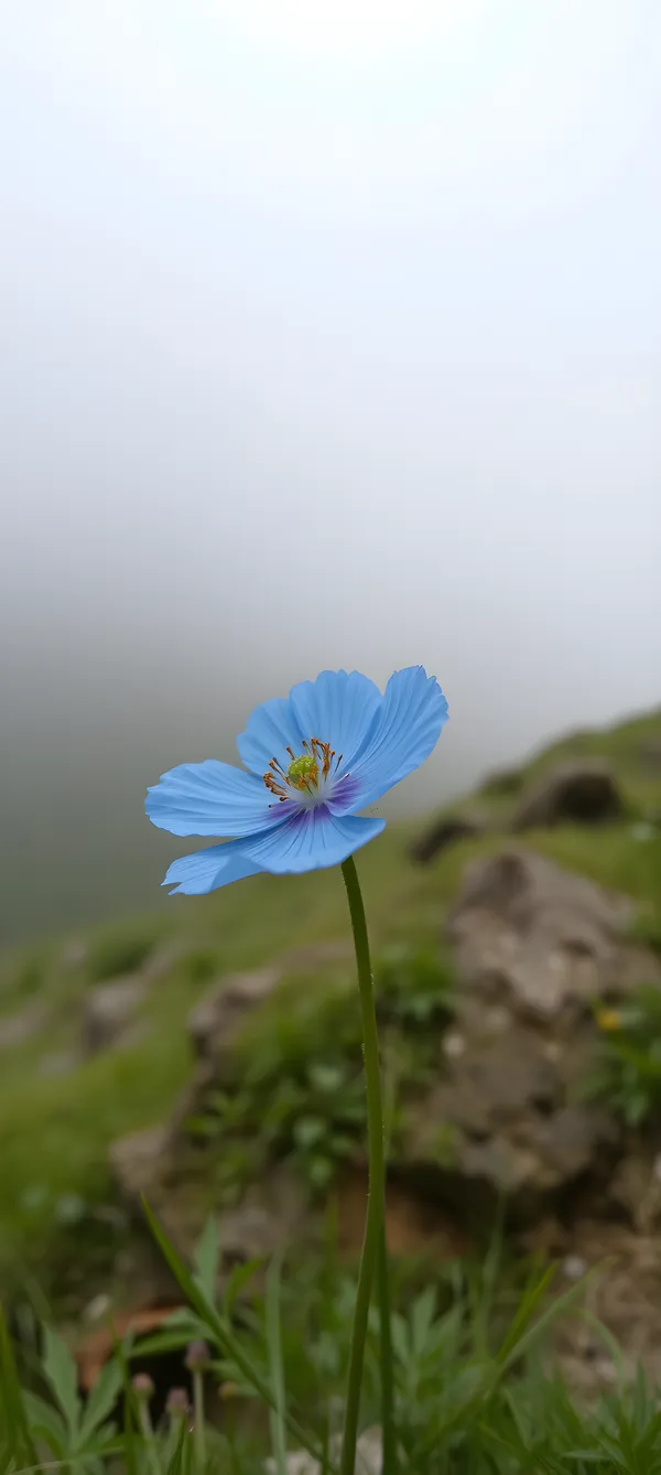 Blue Himalayan Poppy Mist