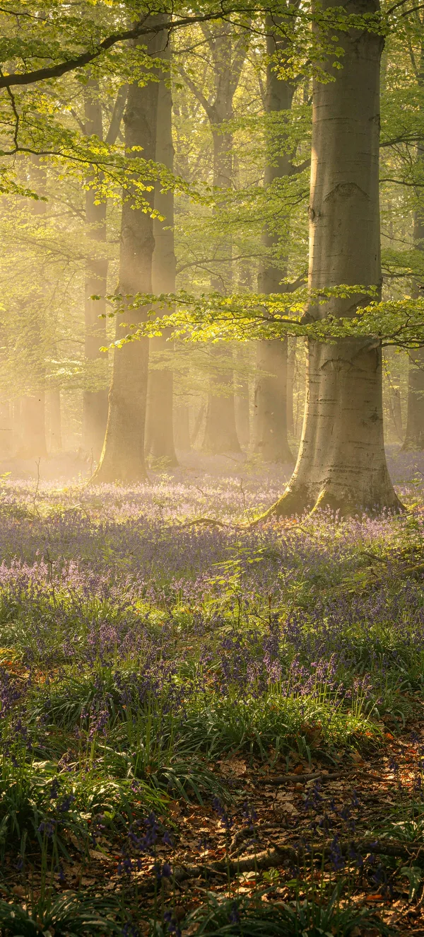 Bluebell Woodland Magic