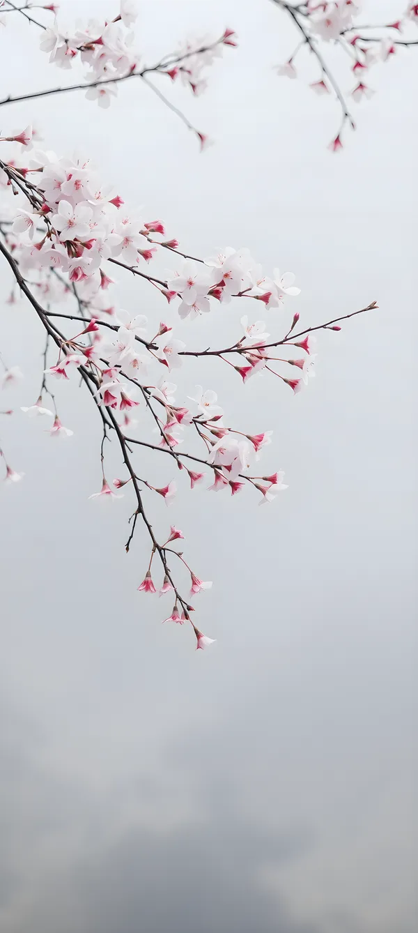 Cherry Blossom Garden