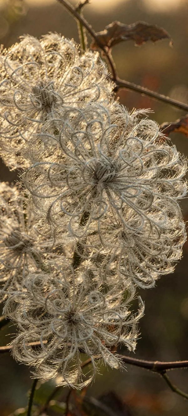 Clematis Seed Heads Autumn