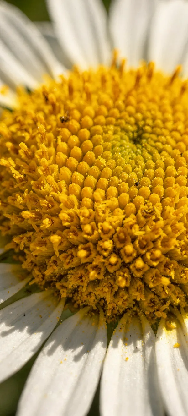 Daisy Macro Florets 4K