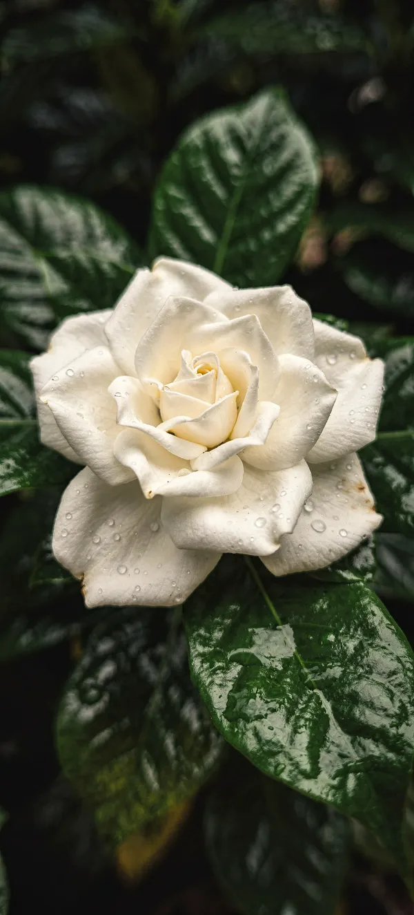 Pristine Gardenia