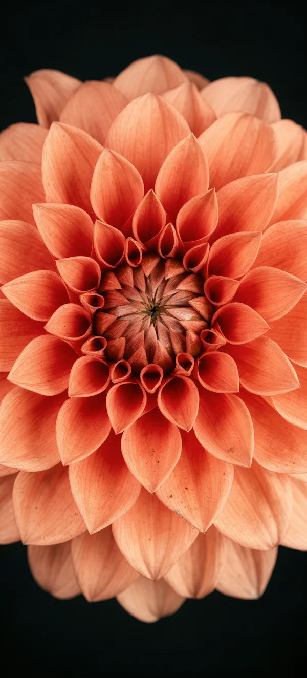 Giant Coral Dahlia Mandala