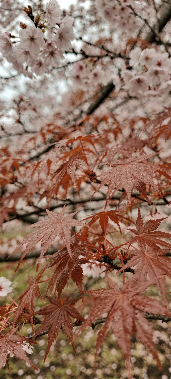 Spring Maple Cherry Blossoms