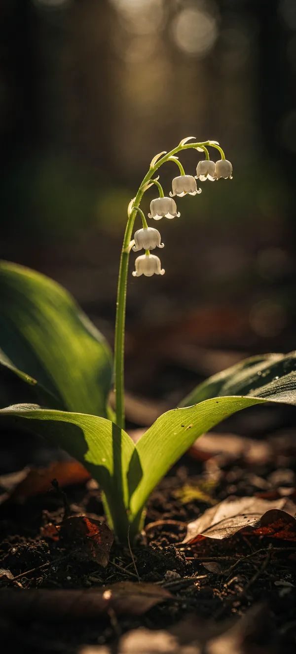 Lily of the Valley Forest Light