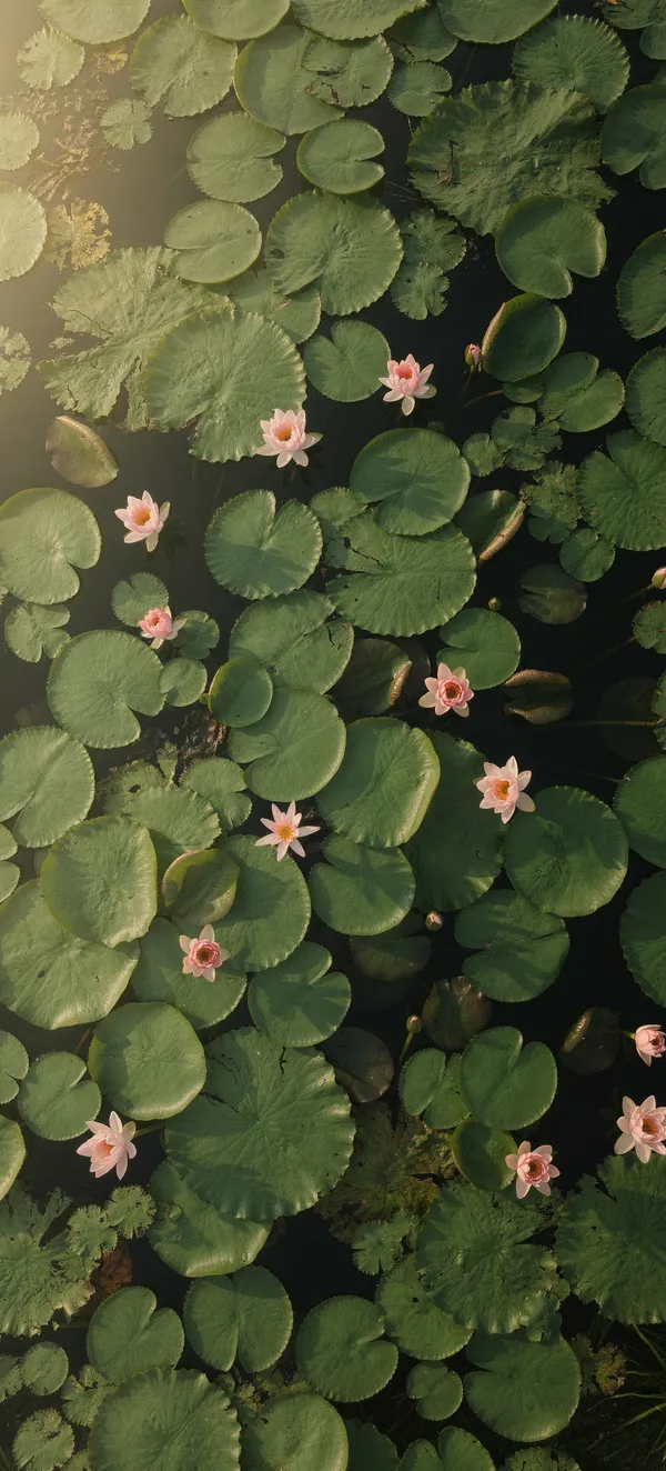 Lily Pond Aerial View