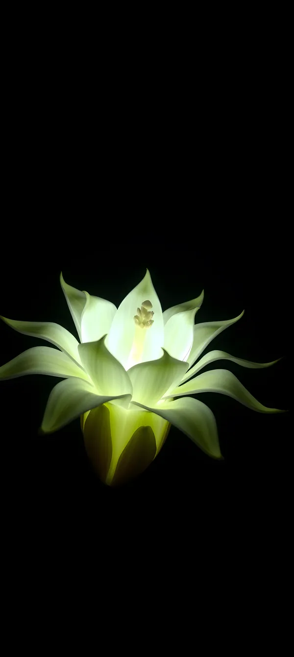 Night-Blooming Cereus Glow