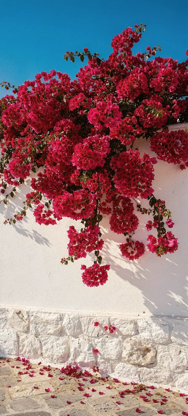 Mediterranean Bougainvillea