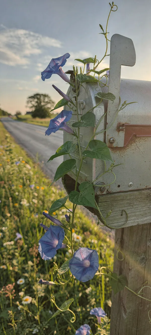 Morning Glory Mailbox