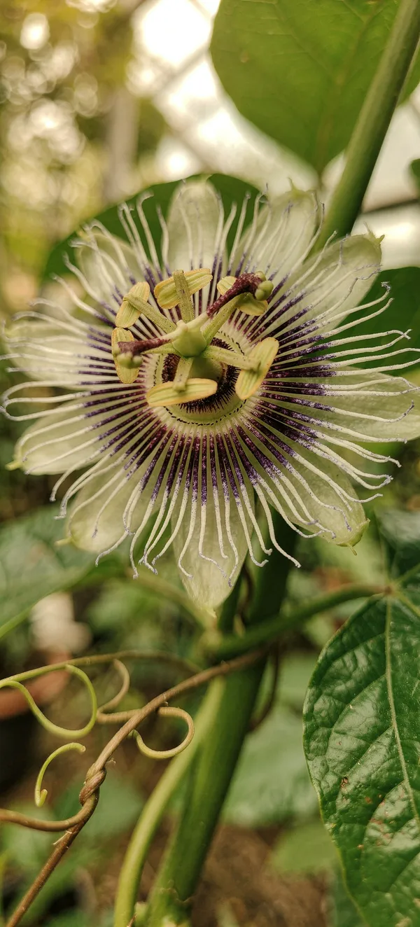 Passion Fruit Flower Vine