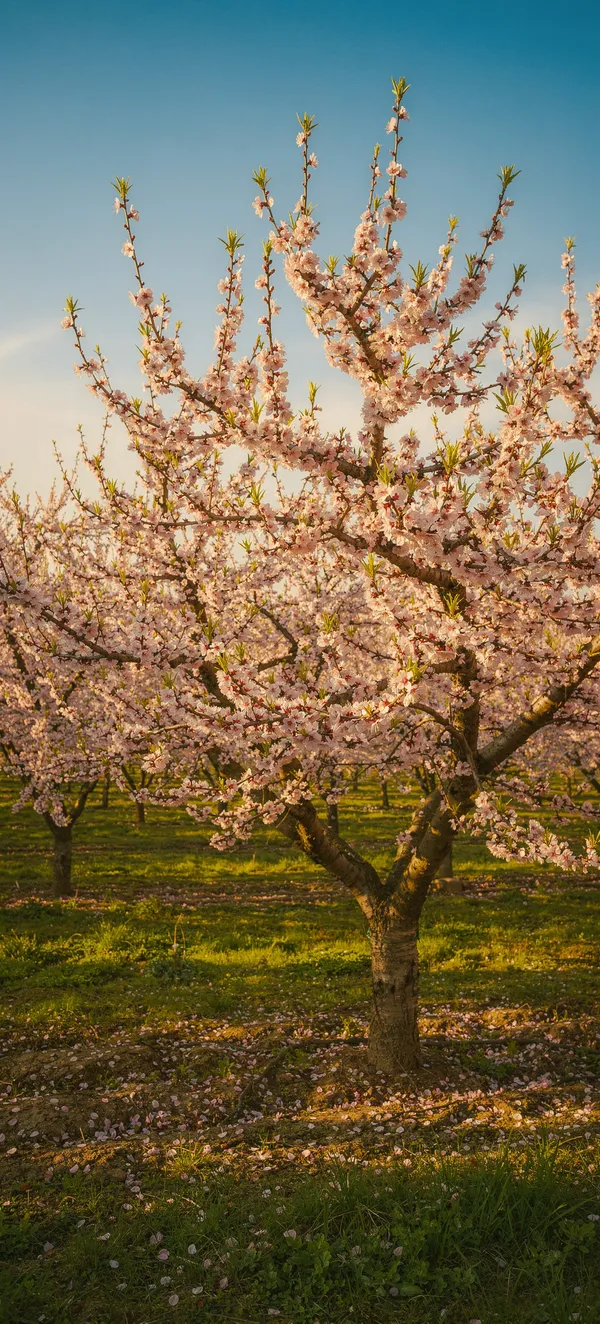 Peach Blossom Spring