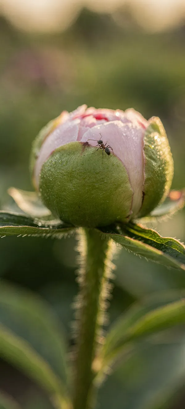 Peony Bud Opening
