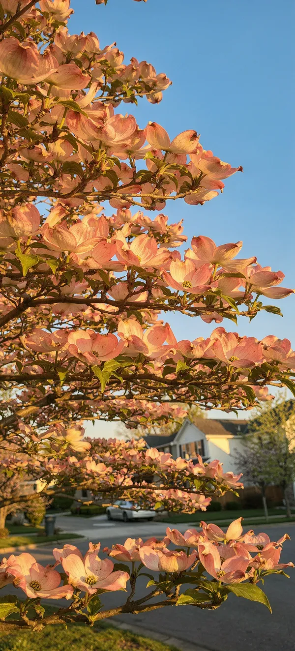 Pink Dogwood Bloom