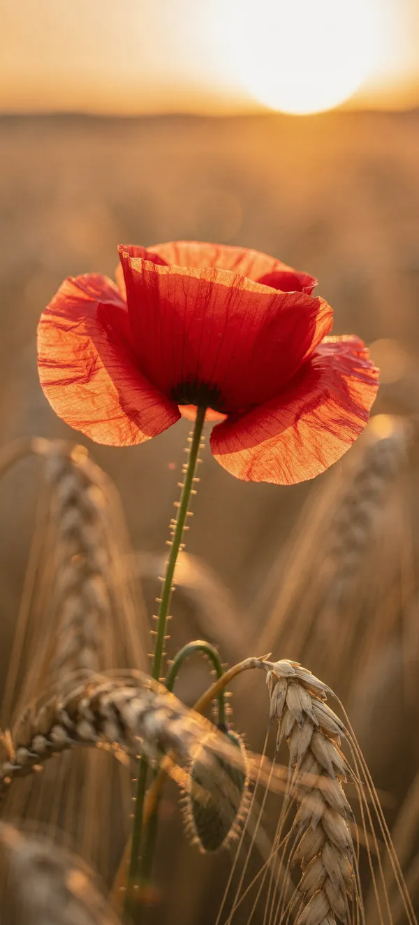 Golden Poppy Sunset