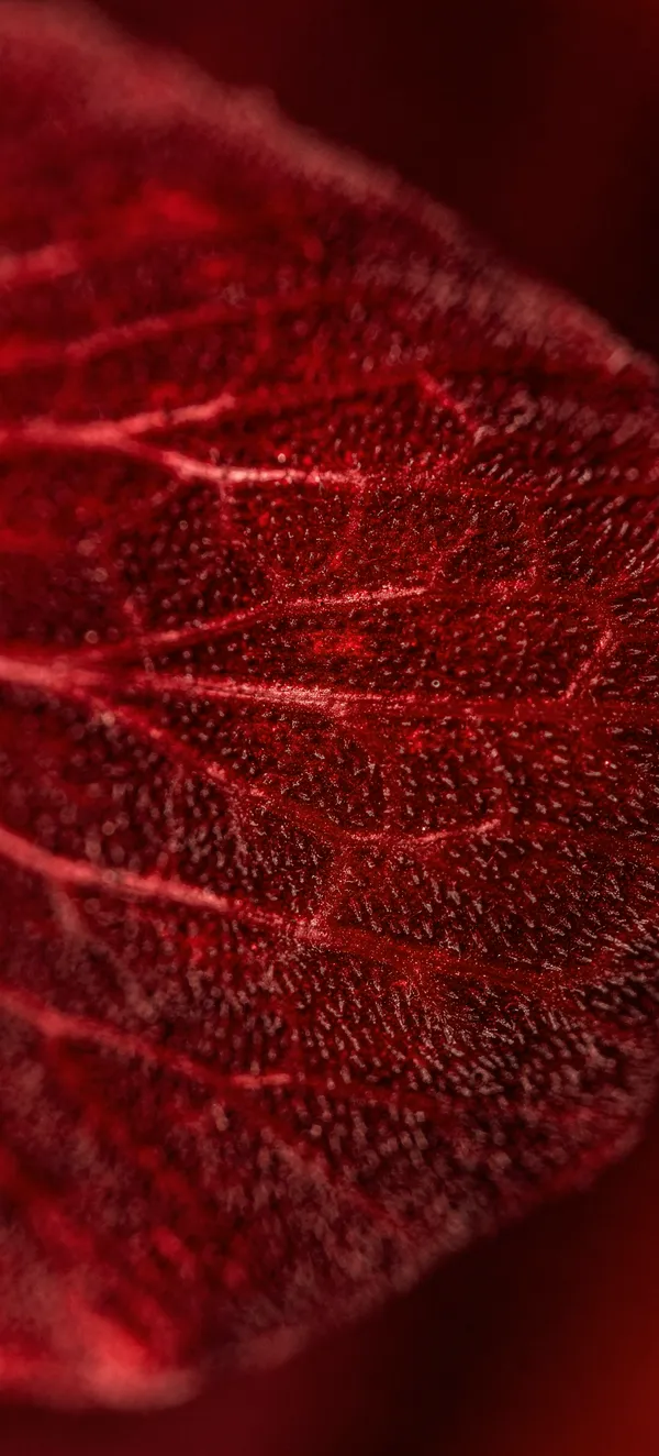 Rose Petal Macro Wallpaper
