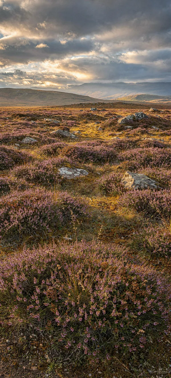 Scottish Heather Moorland