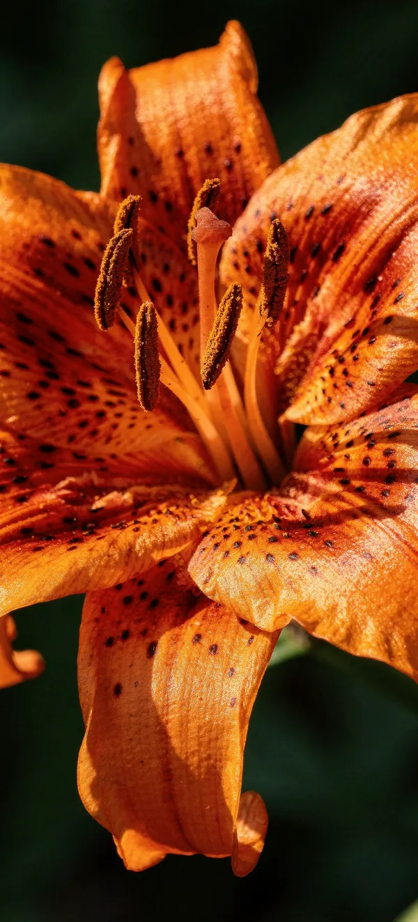 Tiger Lily Close-up