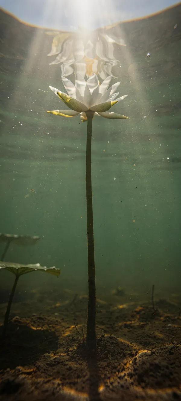 Water Lily Underwater