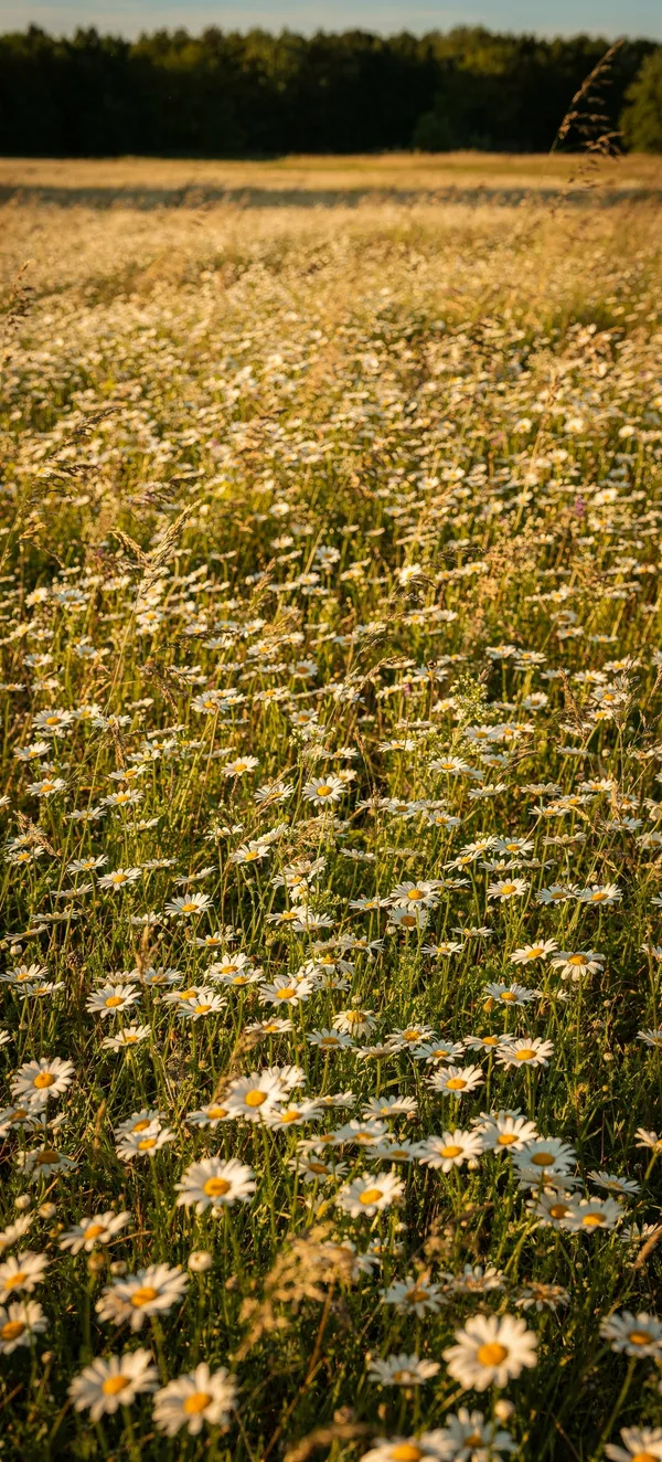 Summer Daisy Field