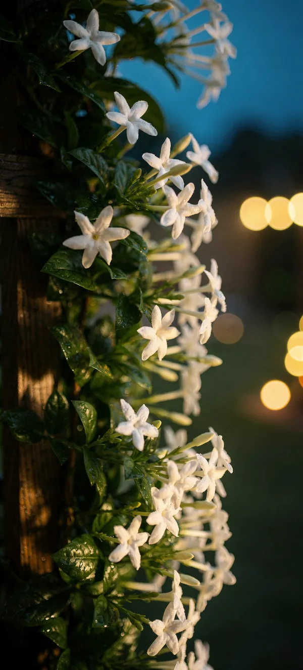 White Jasmine Trellis at Dusk
